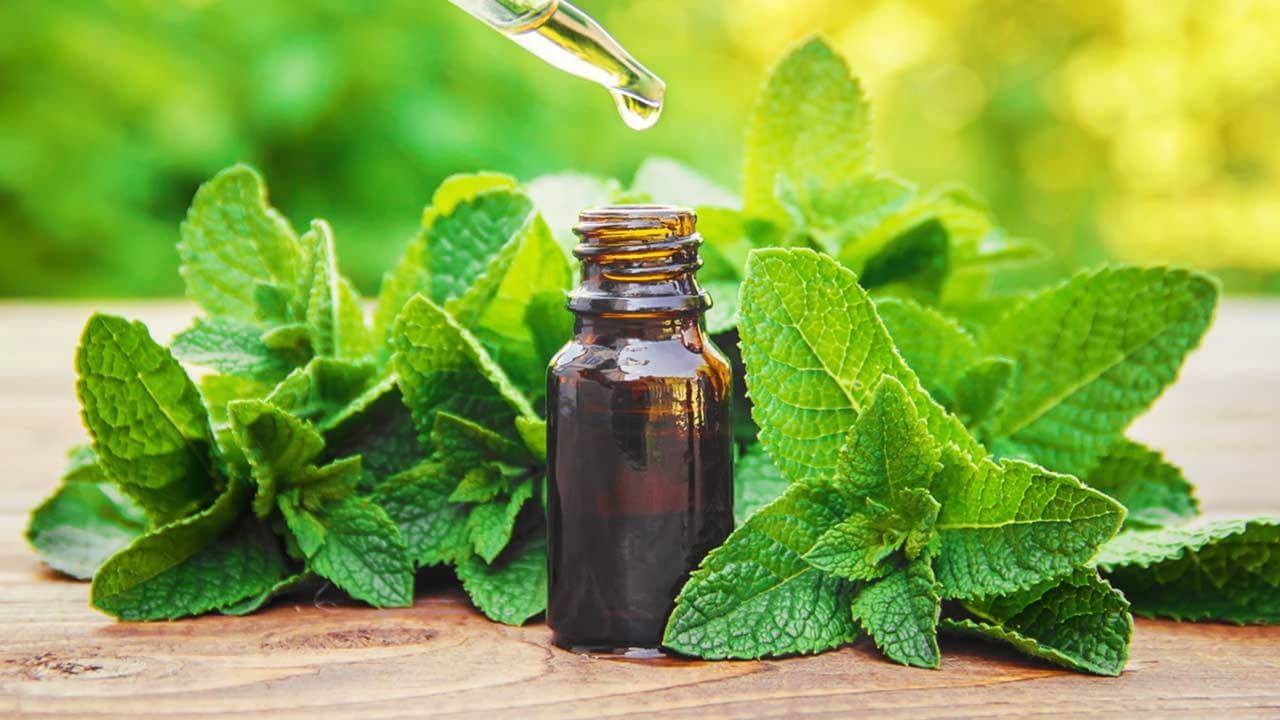 Peppermint Oil for Hair Loss: Is It a Viable Solution?