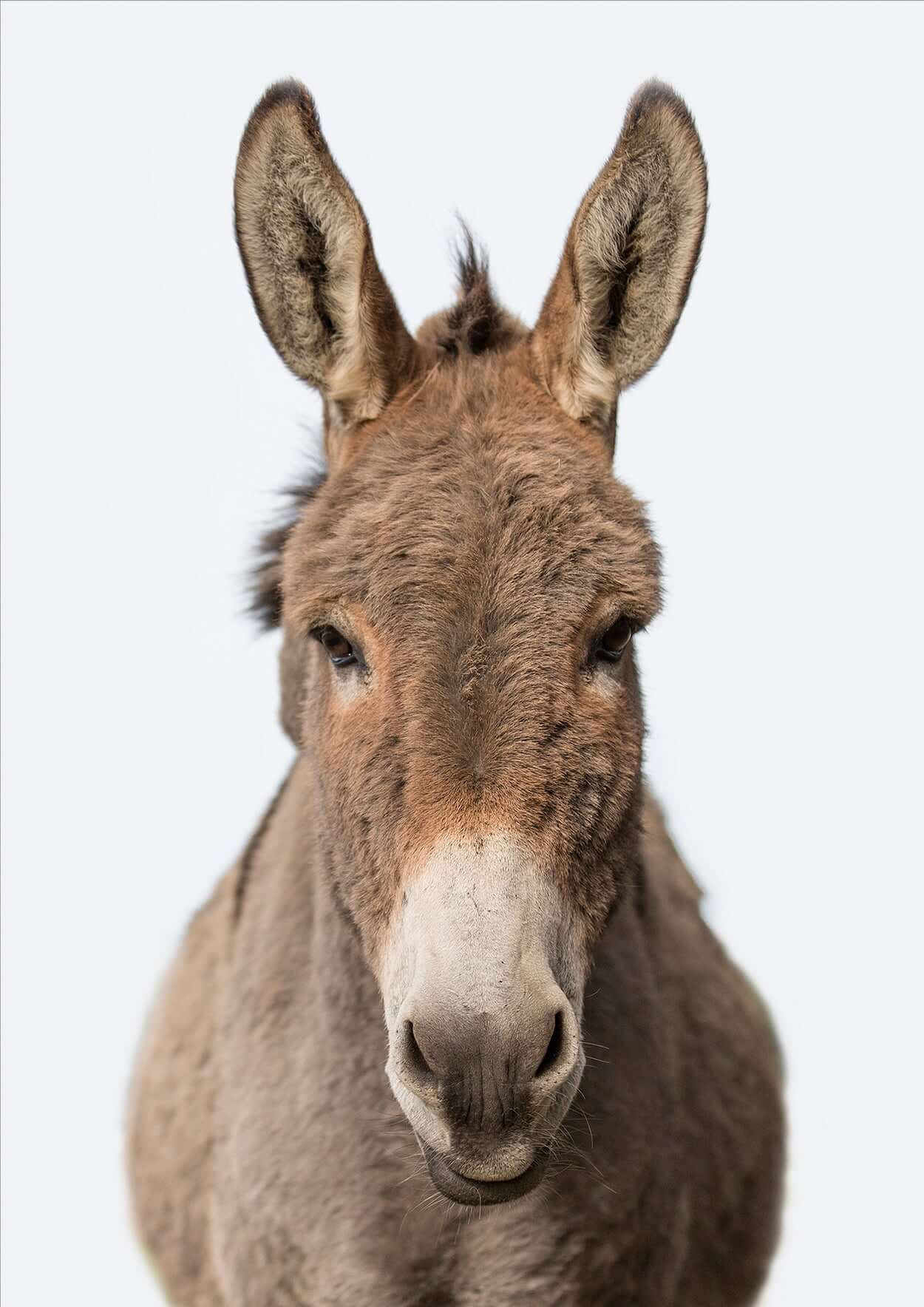 Donkeys live for how long? The story behind Nero