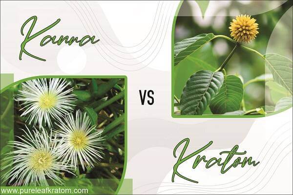 Kanna vs. Kratom, Which Is Better?