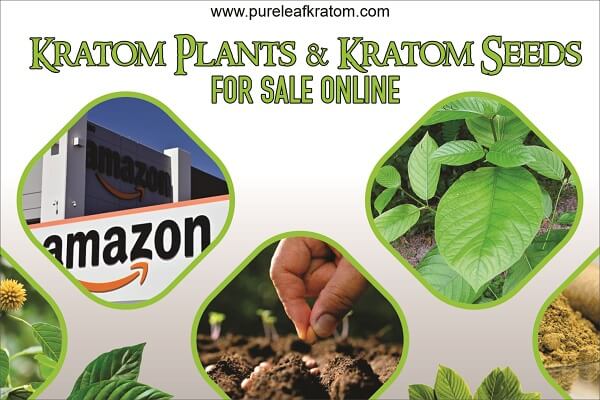 Kratom Plants and Seeds: Things to Consider When Buying Online