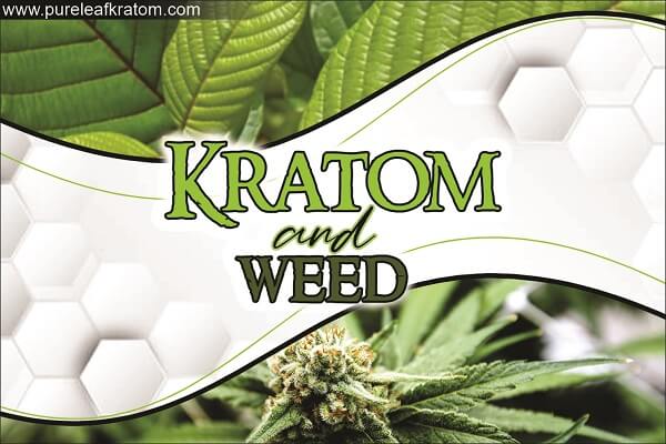 Kratom and Weed: Never Consume These Botanicals Until You Read It