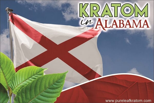 Kratom in Alabama: Can I Legally Buy & Consume This Botanical?