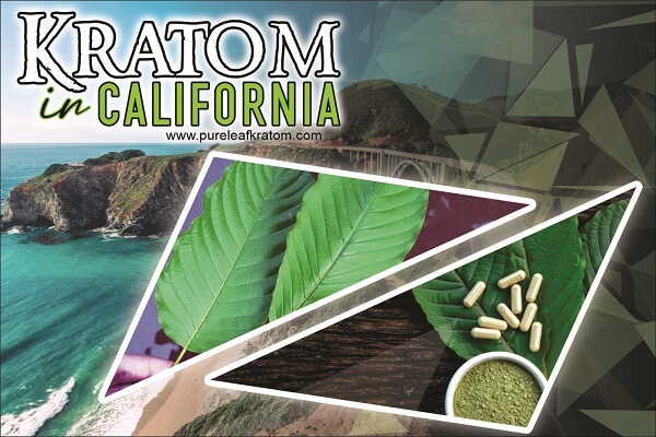 Where Can I Buy Quality Kratom in California? Is It Legal to Ingest?