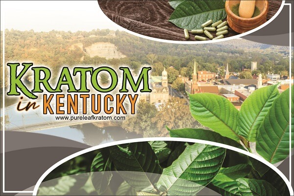 Where to Find Pure Kratom in Kentucky? - Legality & Buying Guide