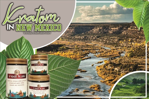 The Vibrant Culture, and Status of Kratom in New Mexico