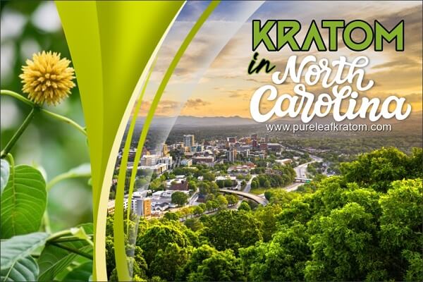 Best Places to Buy Kratom in North Carolina - Things You Must Know