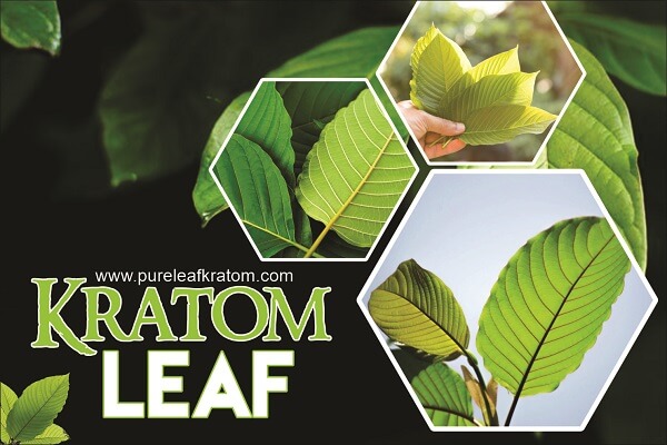 Kratom Leaf: Where Does It Come From & What Potential Does It Have?
