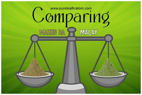 Maeng Da Vs. Malay Kratom. Everything You Need To Know