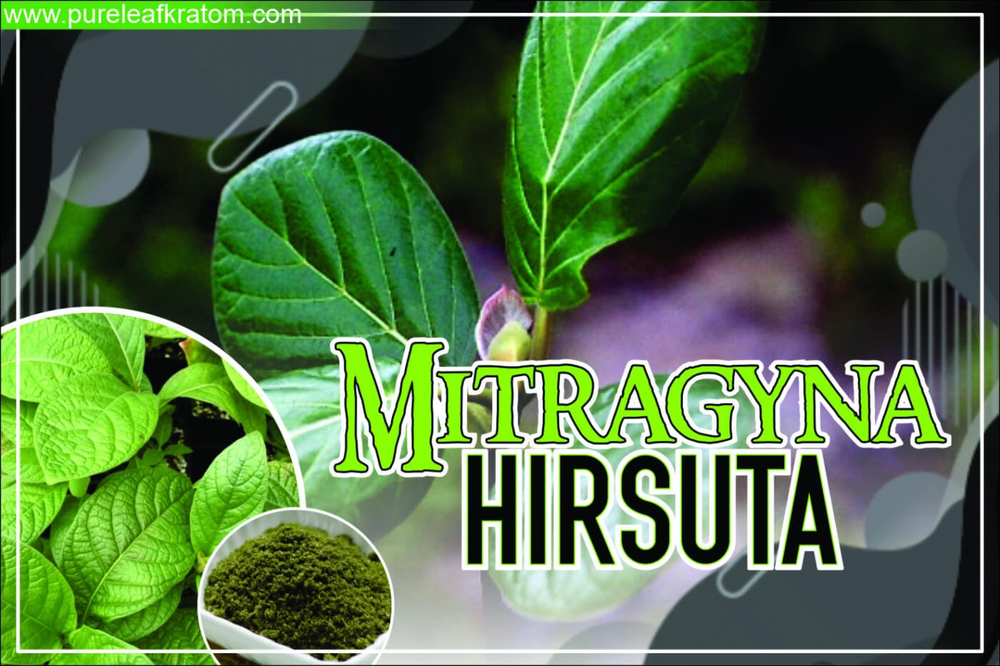 Is Mitragyna Hirsuta A Worthy Kratom Substitute?