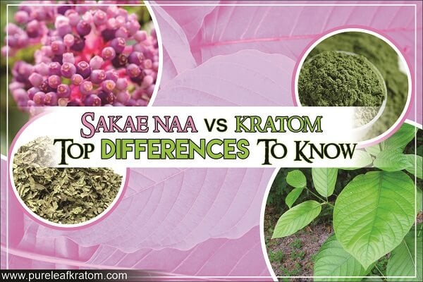 Sakae Naa vs Kratom: Similarities & Differences You Must Be Familiar With