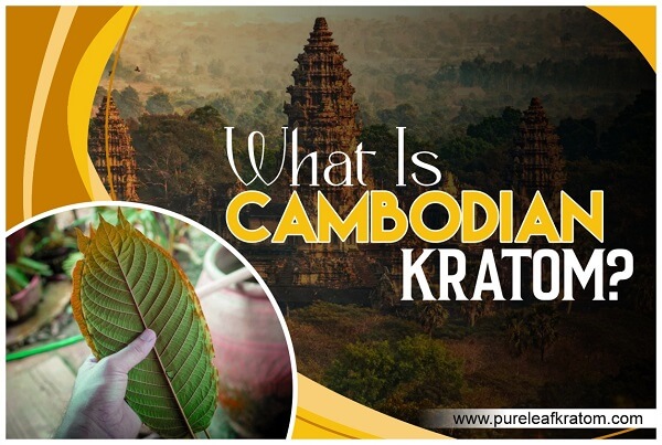 About Time You Should Know About Exotic Kratom Varieties. What Is Cambodian Kratom?
