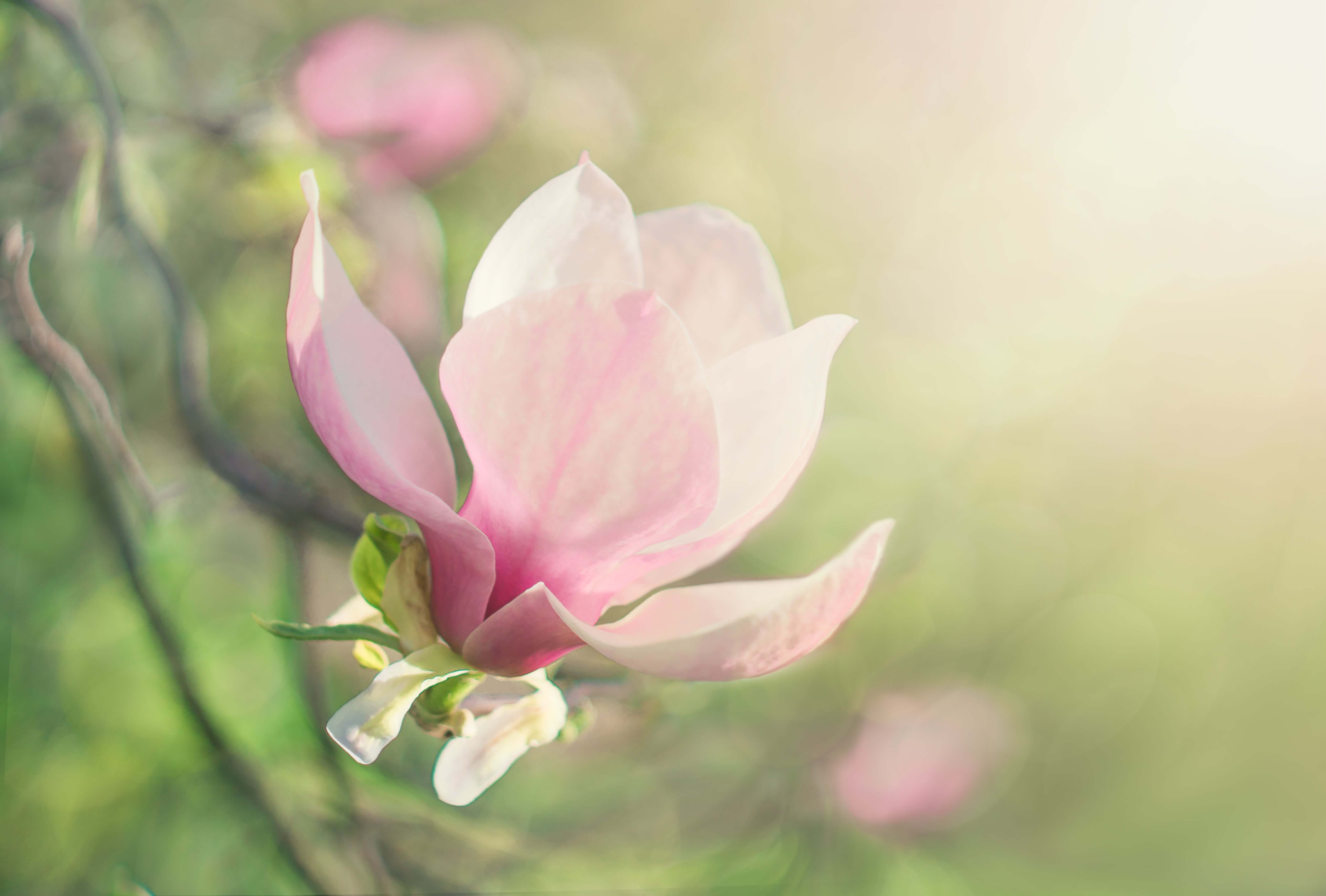 Magnolias - Stars Of The Spring Garden