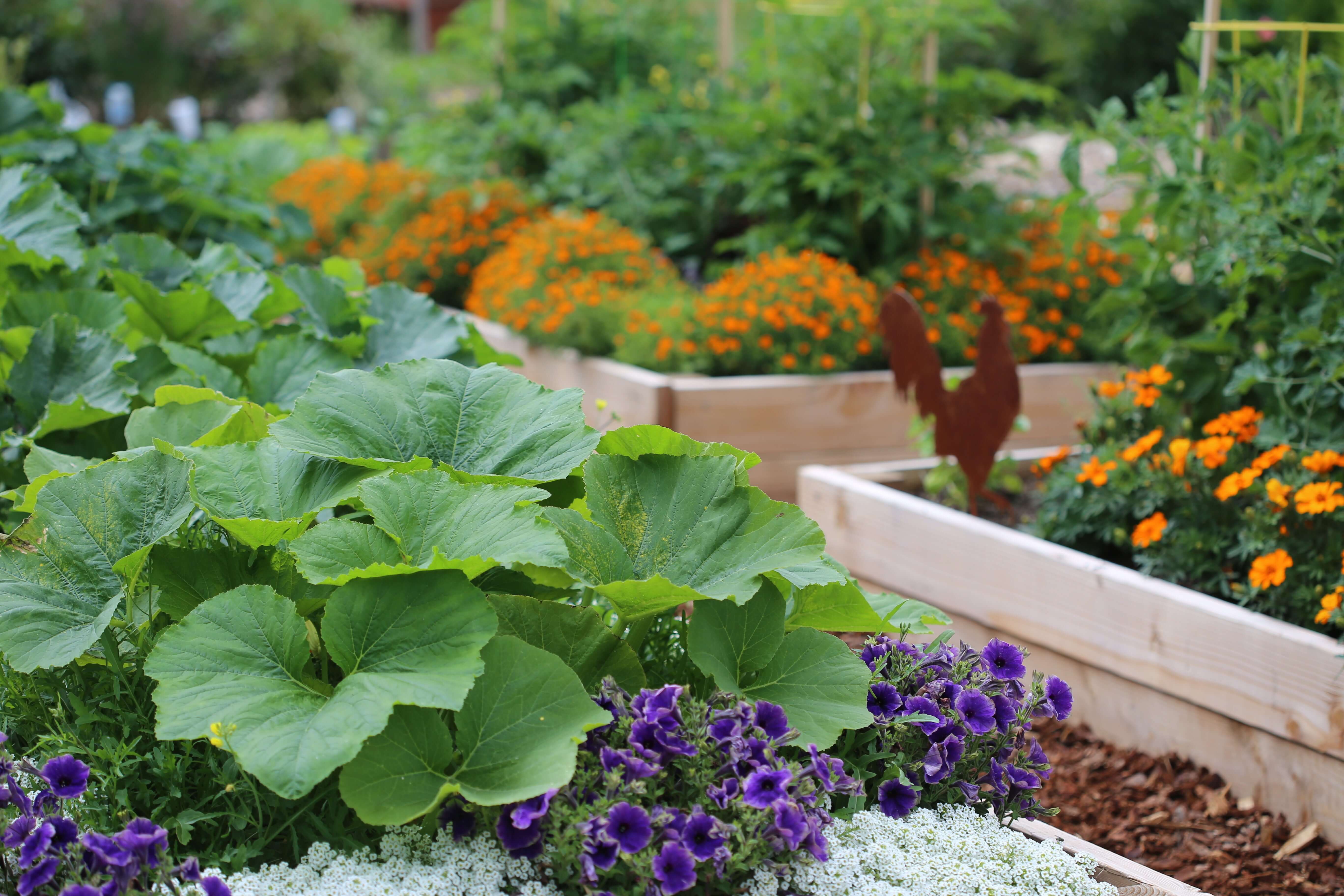 Raised Beds - What's all the Fuss About?