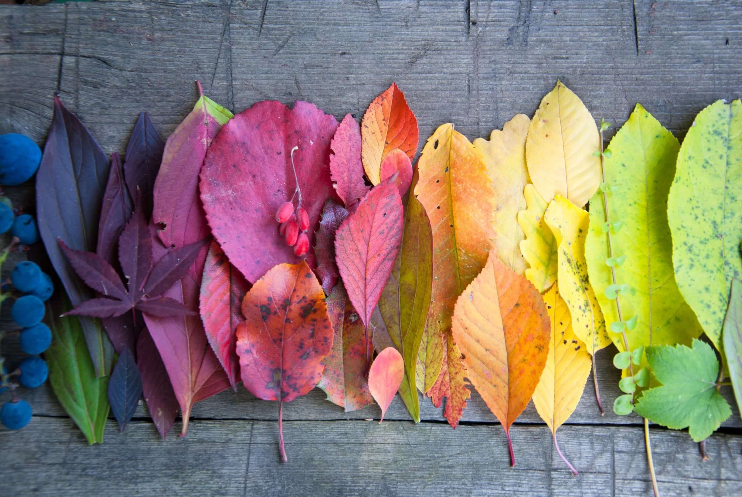 Autumn Colour A Magical Annual Display