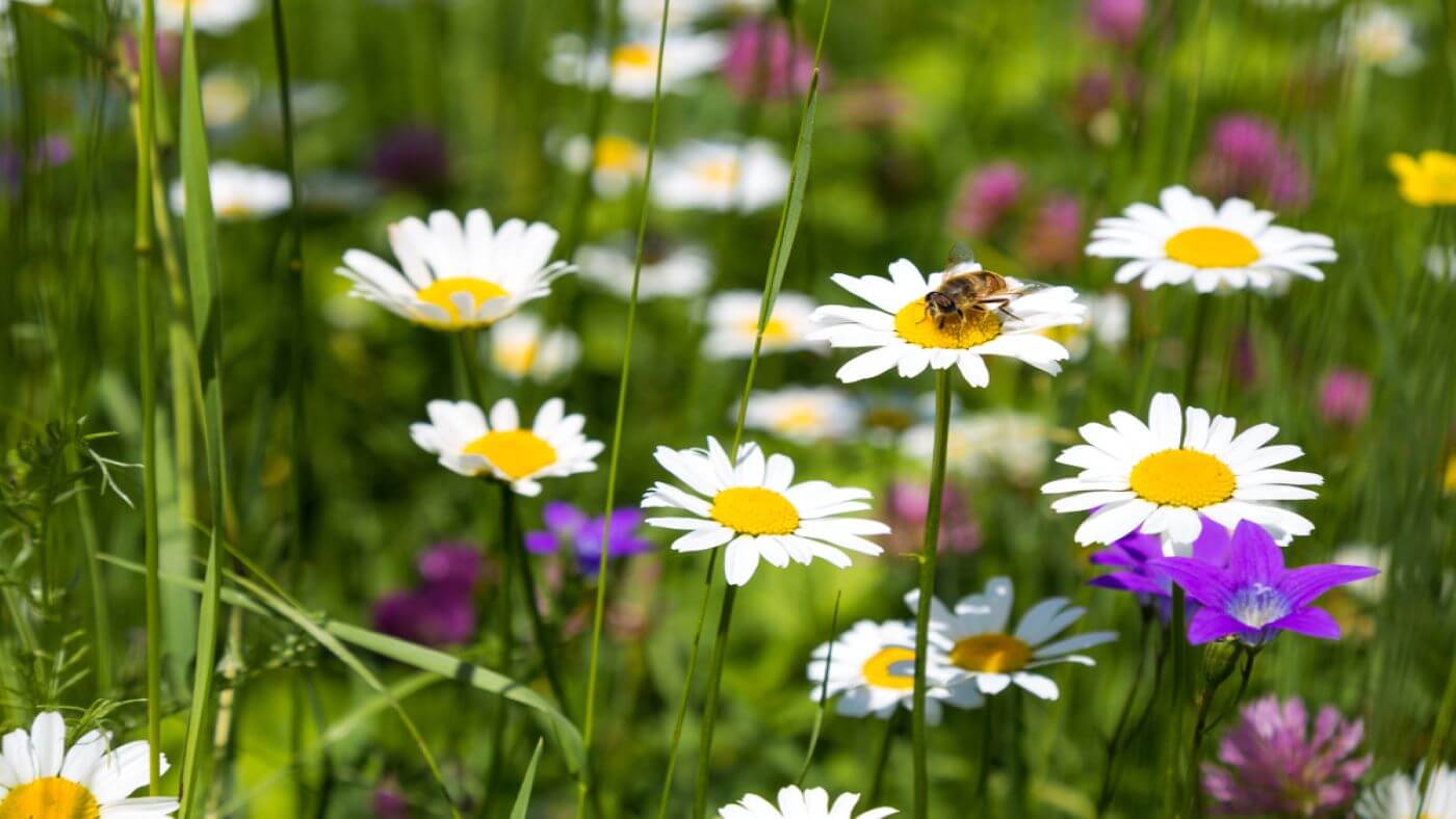 Wildflower Seeds  - It's All About the Bees