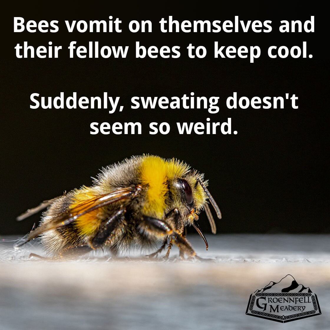 Thursday Fun Fact 8/19: Bee Vomit