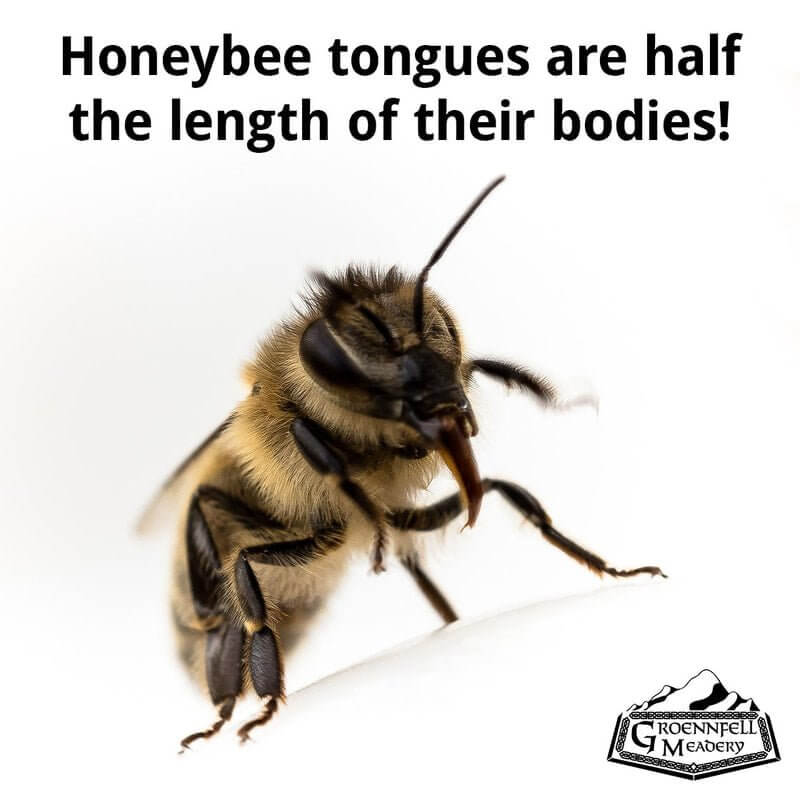 THURSDAY FUN FACT 1-7: BEE TONGUE