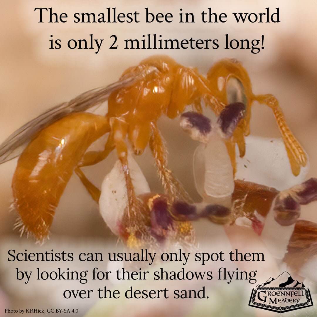 THURSDAY FUN FACT 6-24: Smallest Bee