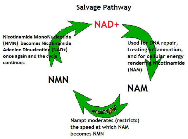 Nicotinamide Mononucleotide Salvage Pathway NMN NAD