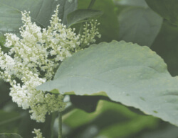 Japanese Knotweed – Malicious, But Very Beneficial