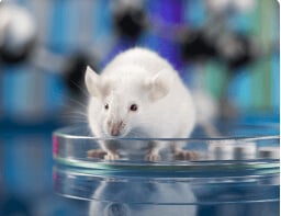 Rats with oxidative organ damage, and resveratrol