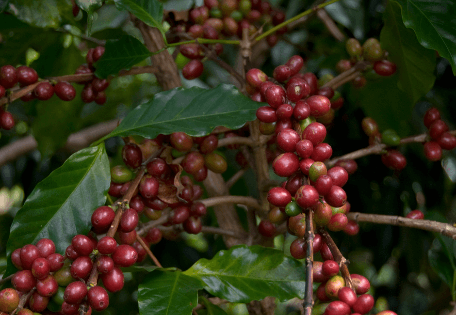 Shade Grown Vs. Sun Grown Coffee Beans: What's the Difference