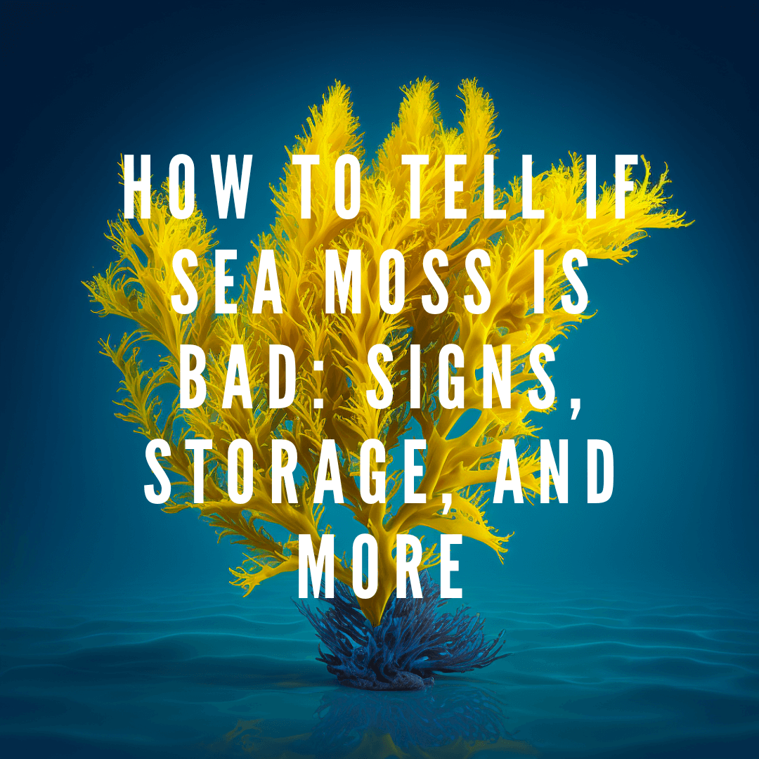 How to Tell if Sea Moss is Bad: Signs, Storage, and More