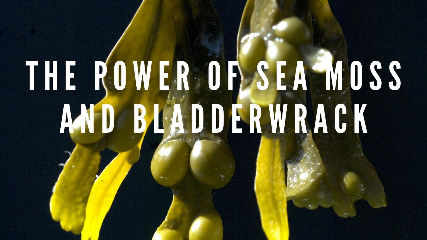 The Power of Sea Moss and Bladderwrack: Benefits & Uses