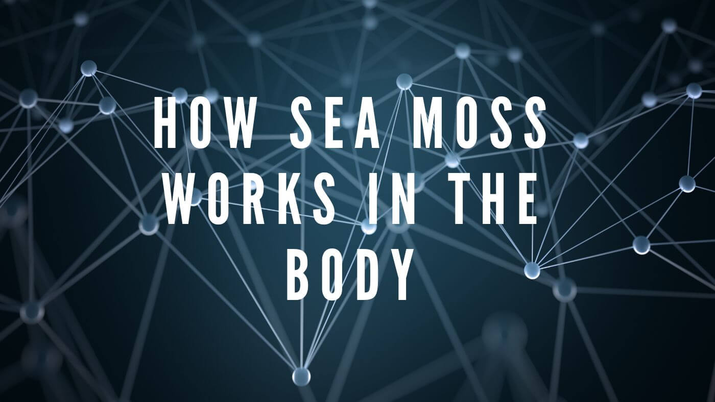 The Science behind Sea Moss: How It Works in the Body