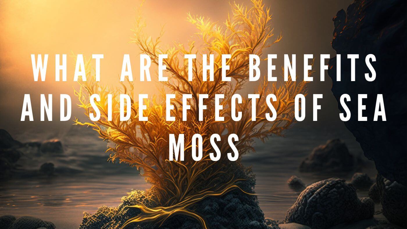 The Oceans Gift: Exploring Sea Moss Benefits and Side Effects