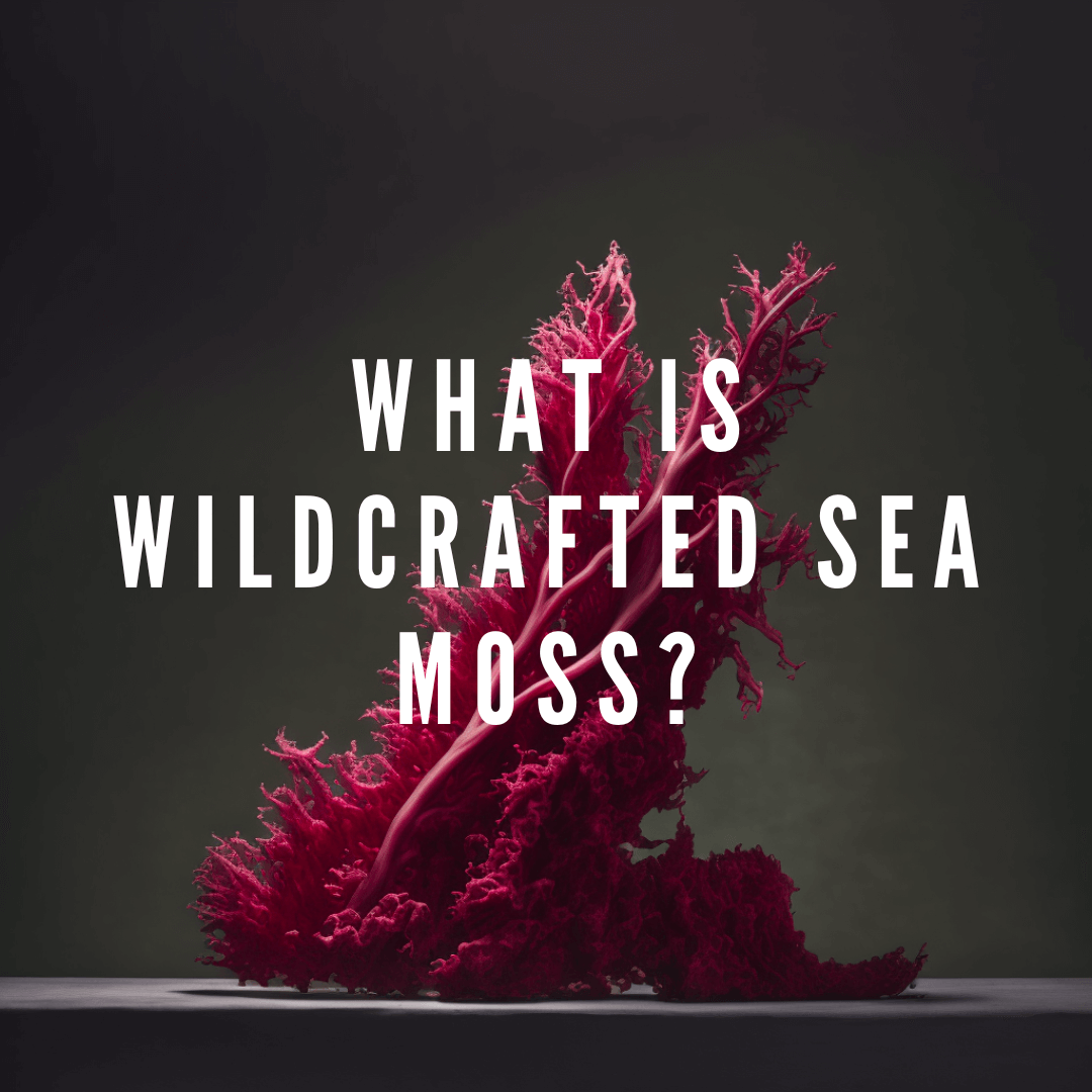 Wildcrafted Sea Moss: What is it and Its Benefits