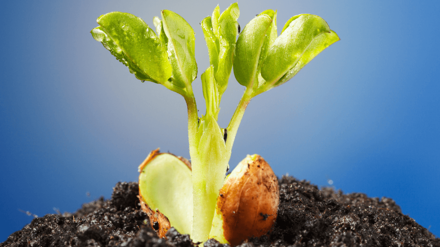 Wie wachsen Erdnüsse: Alles was du wissen musst