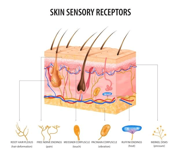 Free vector skin sensory receptors concept with nerve and hair flat