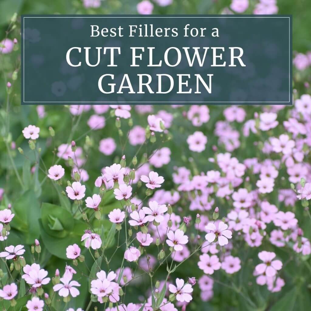 Best Fillers for a Cut Flower Garden