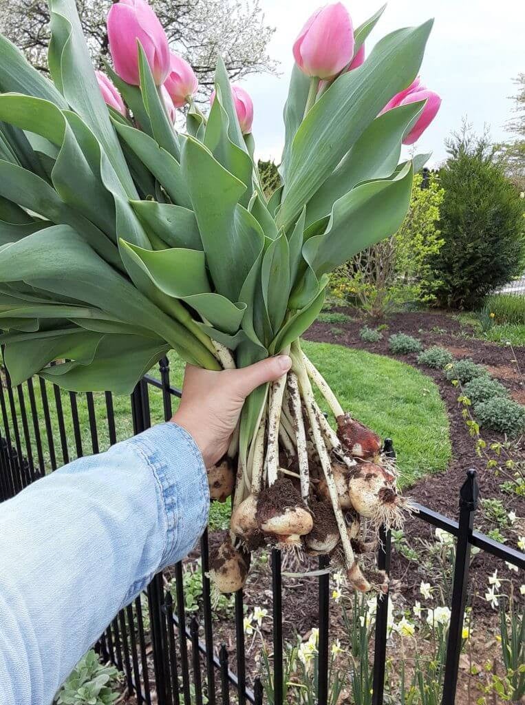 Cutting and Arranging Spring Tulips from the Garden - The Martha
