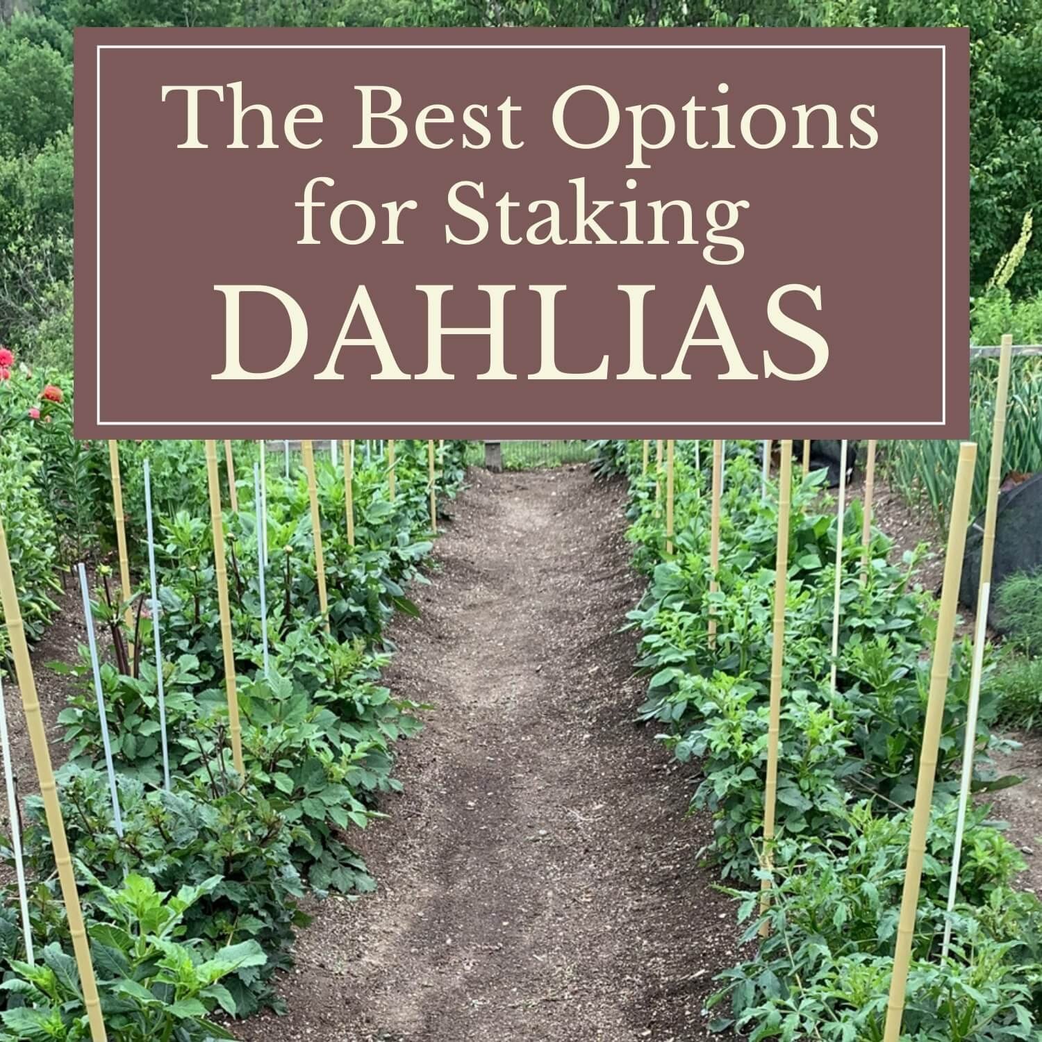 https://io.dropinblog.com/uploaded/blogs/34250657/files/Best-Options-for-Staking-Dahlias-1.jpg