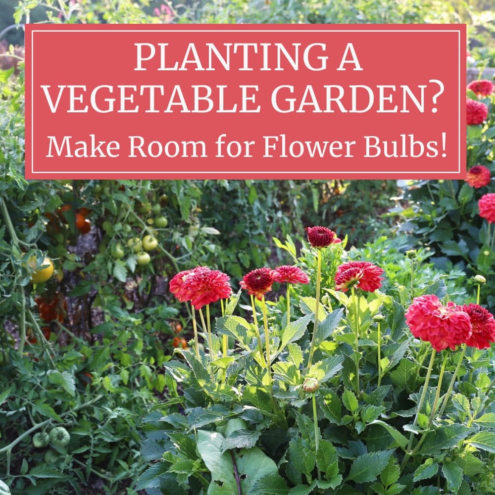 7 Edible Flower Seeds to Sow Now and Brighten Your Garden (& Salad