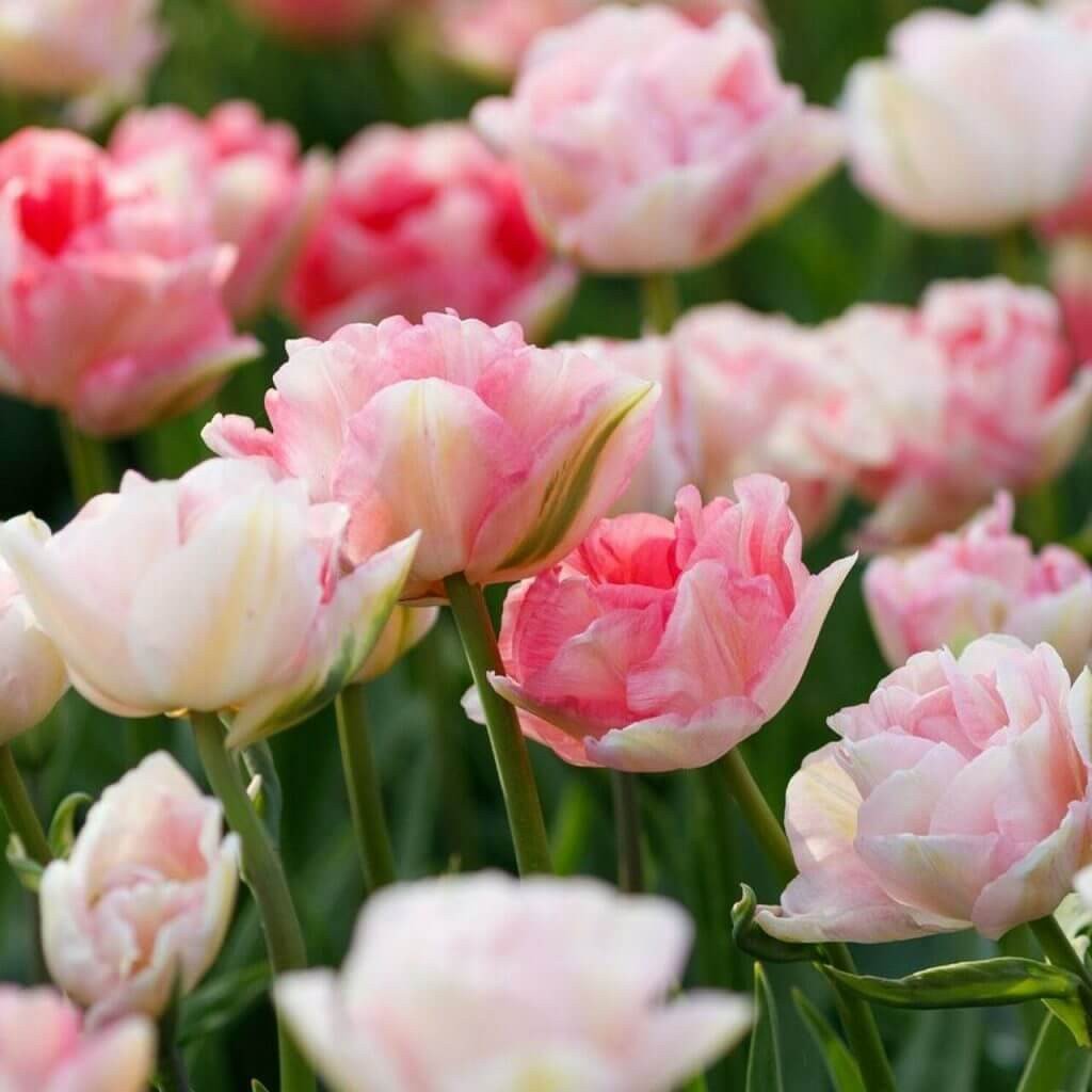 Tips for Using Tulips as Cut Flowers Longfield Gardens