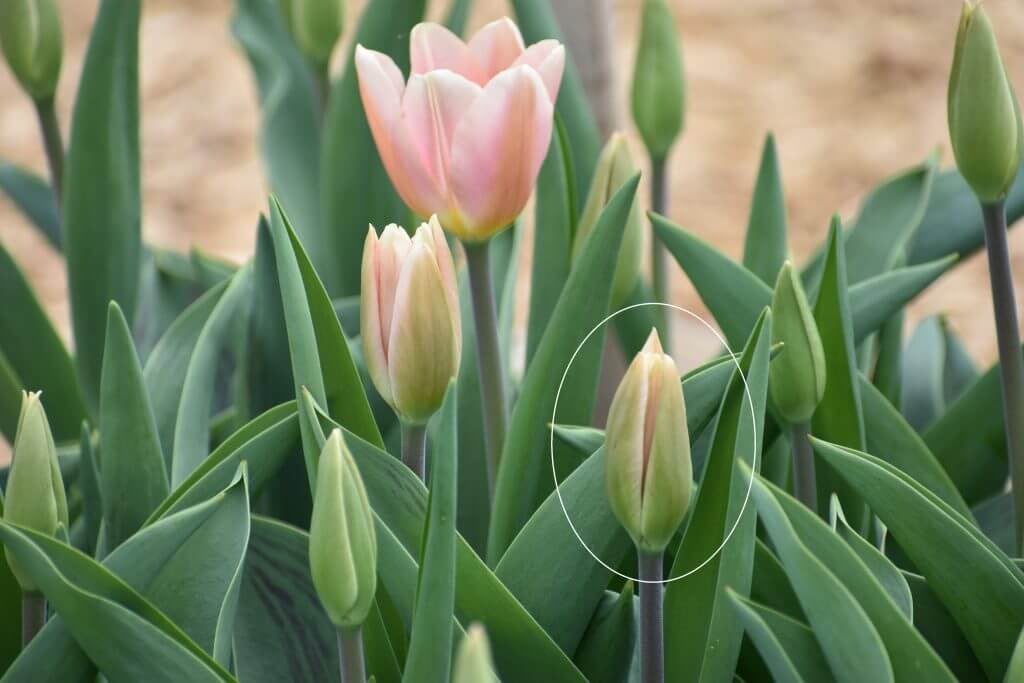 Tips for Using Tulips as Cut Flowers Longfield Gardens