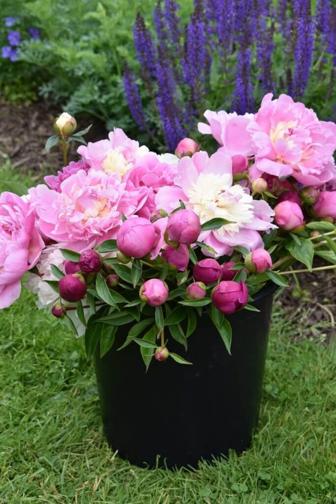Tips for using peonies as cut flowers Longfield Gardens