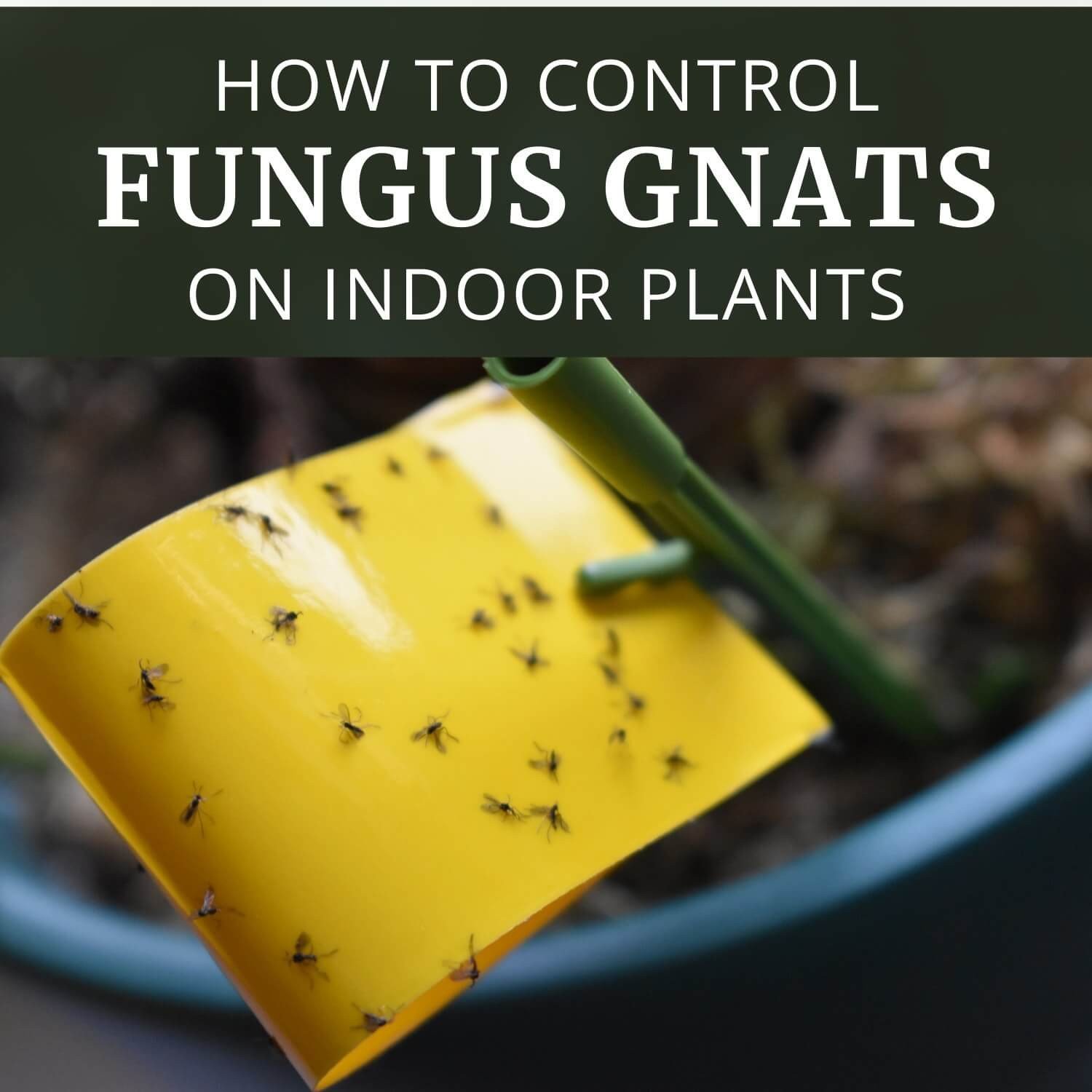 How to Get Rid of Fungus Gnats in Houseplants Potting Soil 