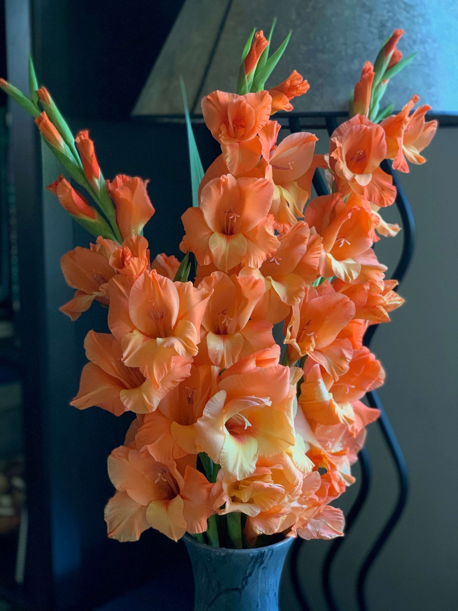Tips for Growing and Using Gladiolus - Longfield Gardens