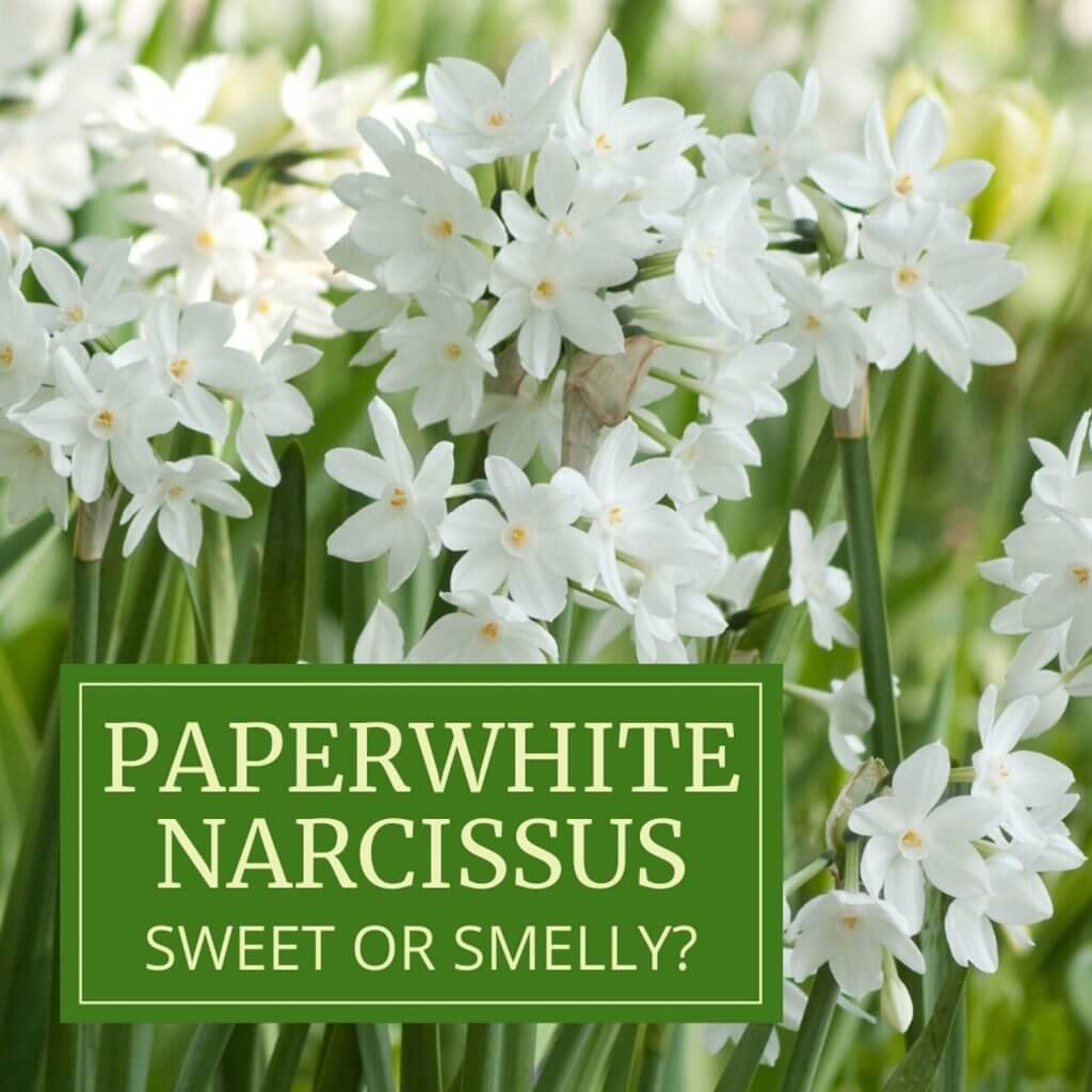 Paperwhite Narcissus: Sweet or Smelly?