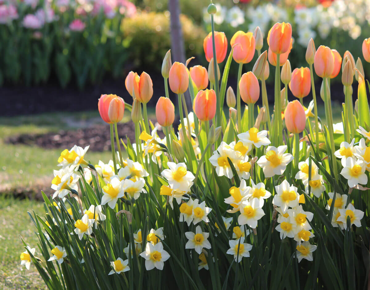 Expert Tips for Cutting and Arranging Spring Flowers - Longfield Gardens
