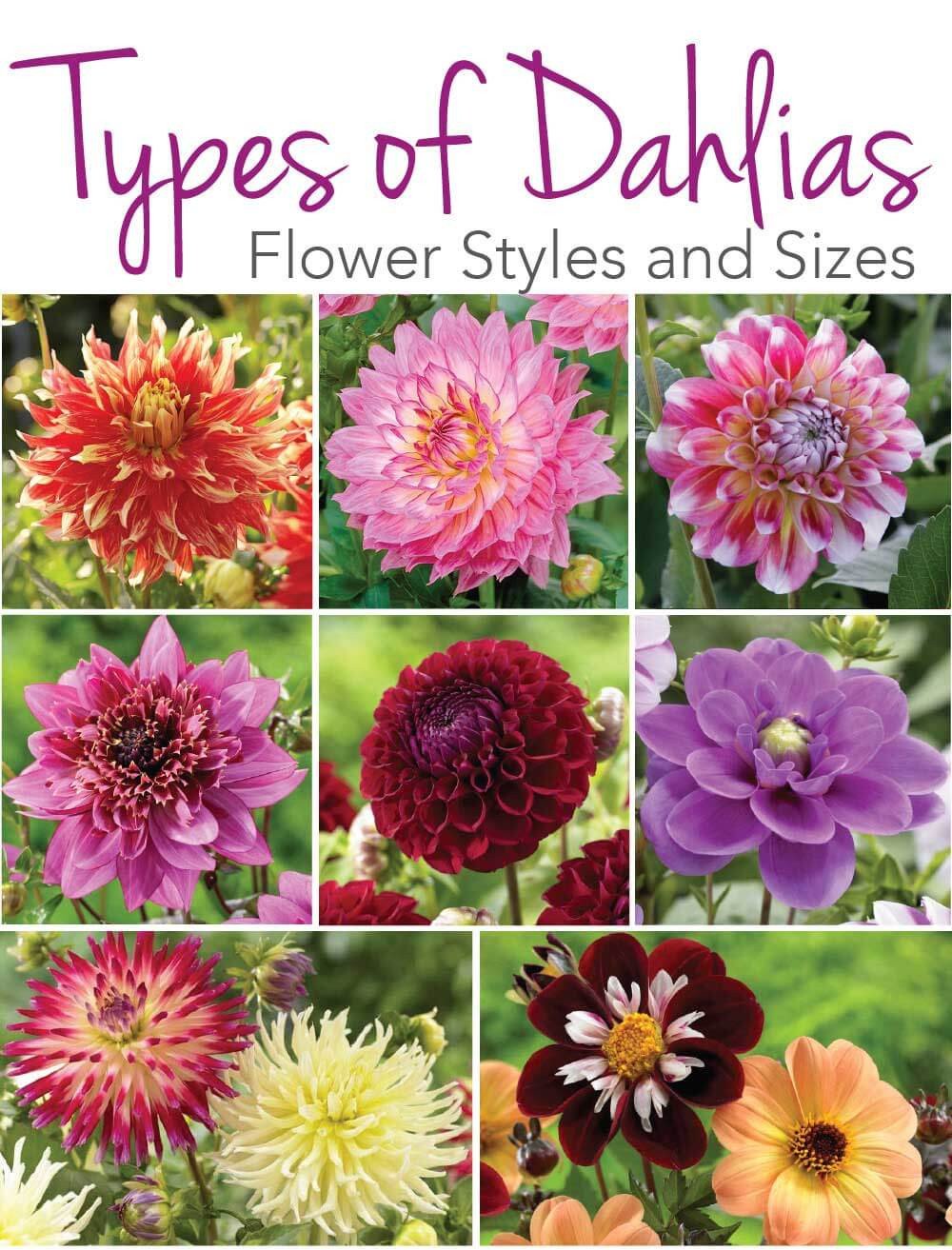 Types of Dahlias: Flower Styles and Sizes
