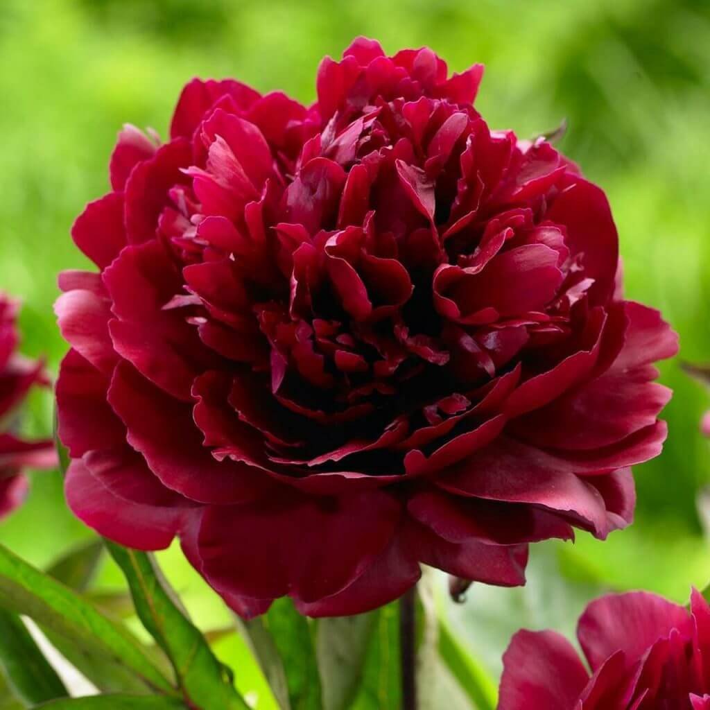 Tips for Using Peonies as Cut Flowers Longfield Gardens