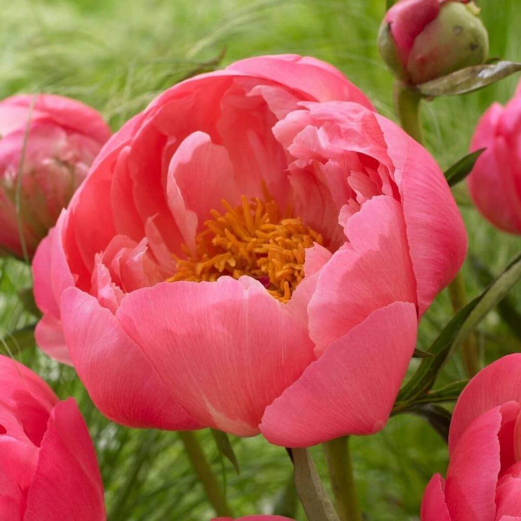 Tips for Using Peonies as Cut Flowers Longfield Gardens