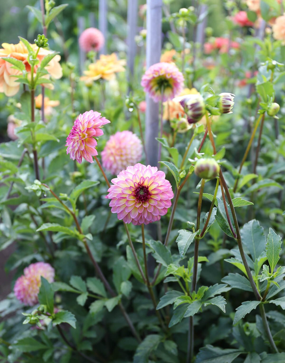 Expert Tips for Cutting, Conditioning and Arranging Dahlias - Longfield Gardens