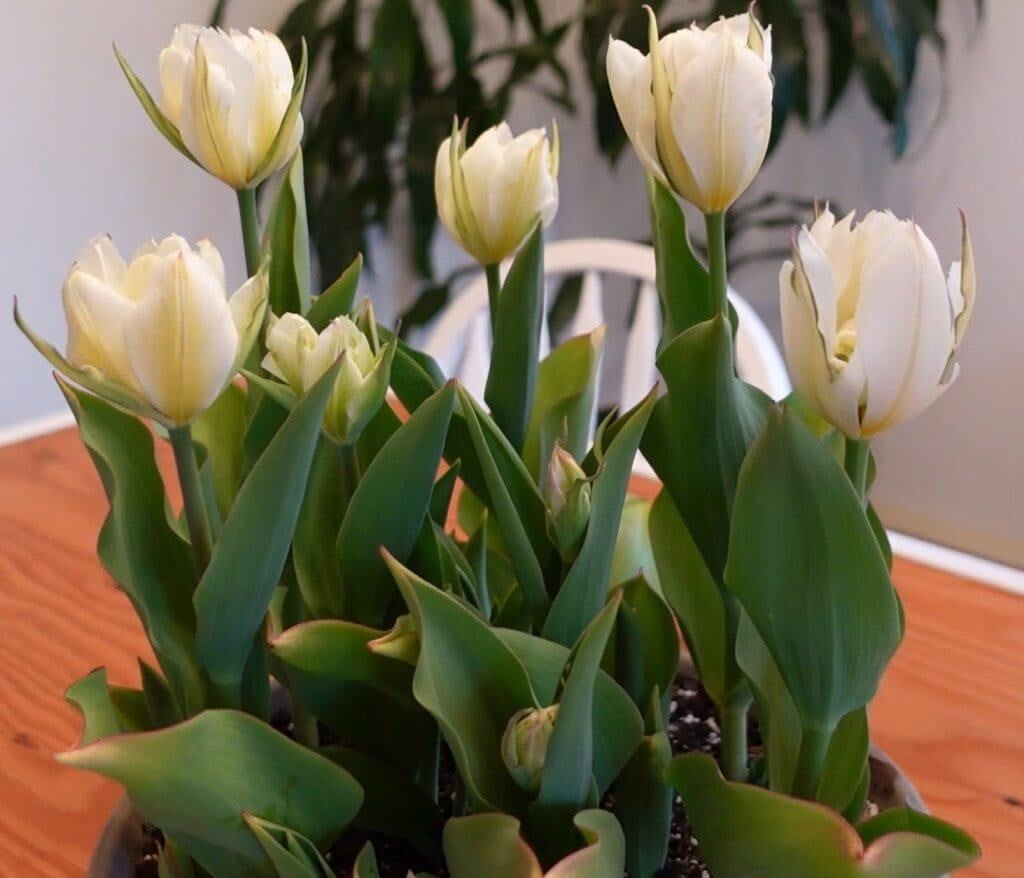 How to Force Tulips Indoors for Early Blooms