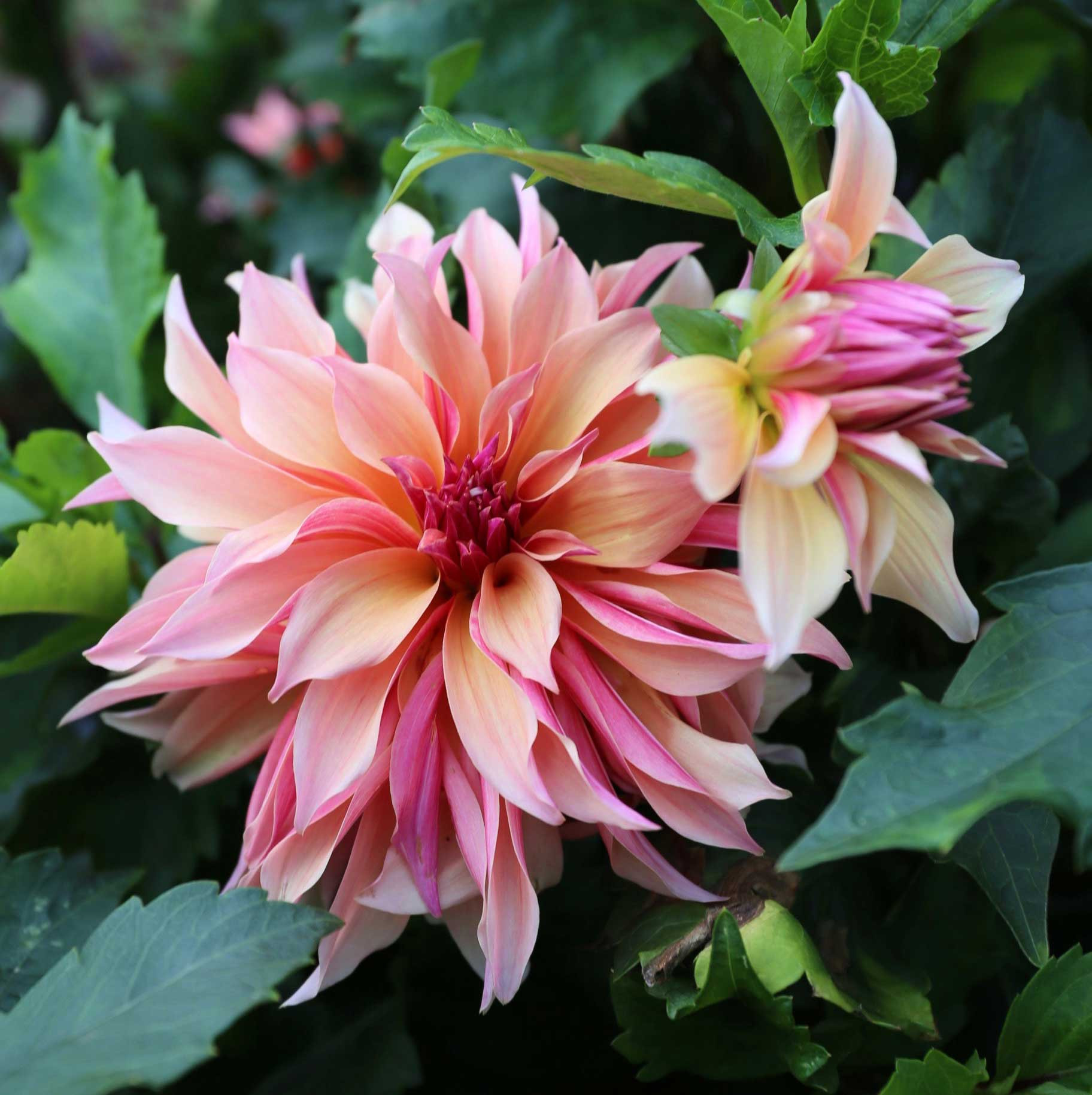 Expert Tips for Cutting, Conditioning and Arranging Dahlias - Longfield Gardens